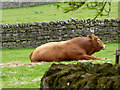 NZ0583 : Contented bull by Oliver Dixon