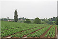 Arable land near Teapot Corner, Shelley