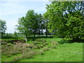 Dried up pond at Dreal