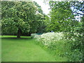 Cow parsley by the brook