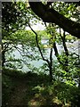 SW7526 : Typical scene beside the Helford River of Scrub oaks growing down to the waters edge by Dr Duncan Pepper