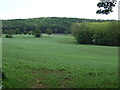 Crop field towards woodland