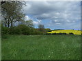 Grassland near Warden Law