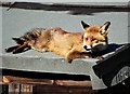 SK3284 : Fox on a Hot Shed Roof - Number 2 by Neil Theasby
