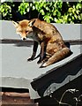 Fox on a Hot Shed Roof - Number 3