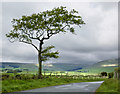 A windblown tree beyond the bend at Wood Acre