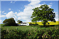 Rural House and Tree with Rape Crop Behind