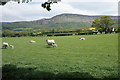 Sheep near Fourwinds