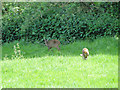 A pair of muntjac