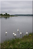 NS4074 : Mute Swans on the Clyde by Richard Sutcliffe