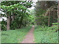 Footpath in Park Plantation