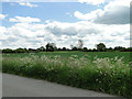 Cow parsley on the verge