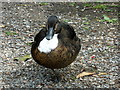 TR0161 : Drake at Stonebridge Pond, Faversham by pam fray