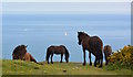 SX4148 : Dartmoor ponies at Rame Head, Cornwall by Edmund Shaw