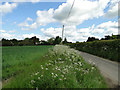 Cow parsley on the roadside verges