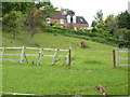 Horses in pasture