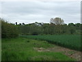 Crop field and woodland