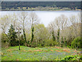 Trees with bluebells above Loch Duich