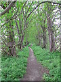 Tree Lined Footpath