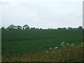 Crop field, Lea Grange Farm