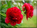 Close-up of red Paeonies, 1