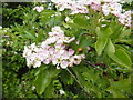 SK9922 : Colours of Hawthorn Blossom 2 by Bob Harvey