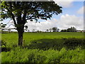 Tree, Oughterard