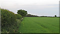TM0132 : Hedgerow on arable field boundary by Roger Jones