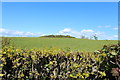 Farmland at Craighall