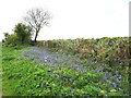 Bluebells - Shatcombe Lane