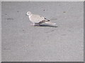 NO5398 : Eurasian Collared Dove, Aboyne by Stanley Howe