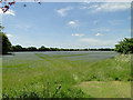 Field of Flax at Priory Farm