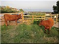 Cattle at Hannafore