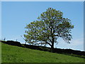 Tree west of Cadster Farm