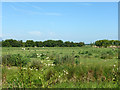 Sheep grazing, Marshside