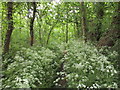 The Minster Way through Cawkeld Sinks Plantation