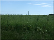 TL2369 : Oilseed rape crop near Godmanchester by JThomas