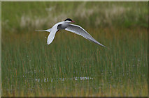 HP6008 : Arctic Tern (Sterna paradisea), Baltasound by Mike Pennington