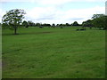 Grazing west of Pittington Road