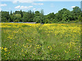 Path through buttercups