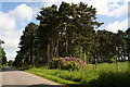 Rhododendrons opposite Low Plantation on Cliffe Lane, Home on Spalding Moor