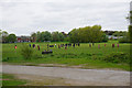 Saturday morning football on Salisbury Fields