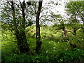 Trees, Killycurragh