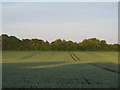 Wheat field, Wakes Colne