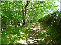 Footpath on the edge of Birchfield Wood