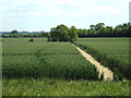 TQ6099 : Footpath through fields near Wyatt's Green by Malc McDonald