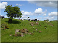 Cattle at Garniemire