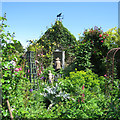 Winchelsea open gardens