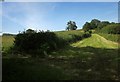 Twin hedges by Kingskerswell Road