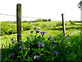 Cornflowers, Lisgorran